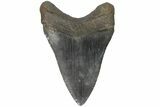 Fossil Megalodon Tooth - Glossy Enamel #180977-2